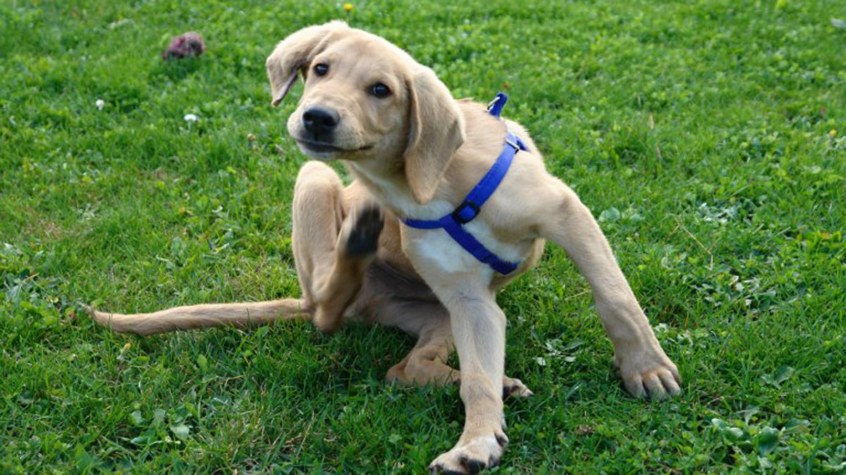 Luk, una de las mascotas del albergue canino que encontró familia de acogida meses atrás. Luk, una de las mascotas del albergue canino que encontró familia de acogida meses atrás.