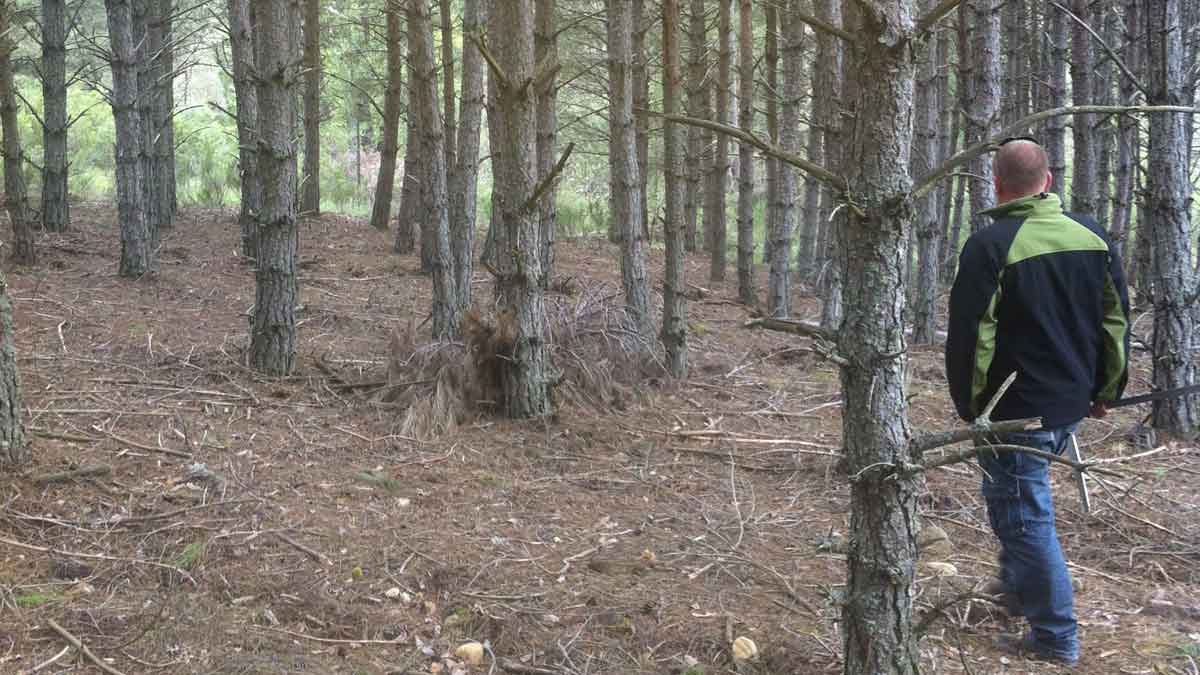 Los autores, directores de Naturgeis, conocen de primera mano el sector forestal. | L.N.C.