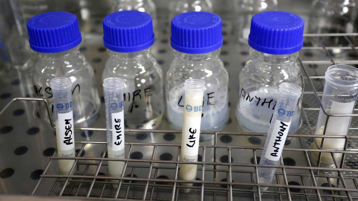 León cuenta con laboratorios agropecuarios de referencia en la comunidad en diversas materias. | ICAL
