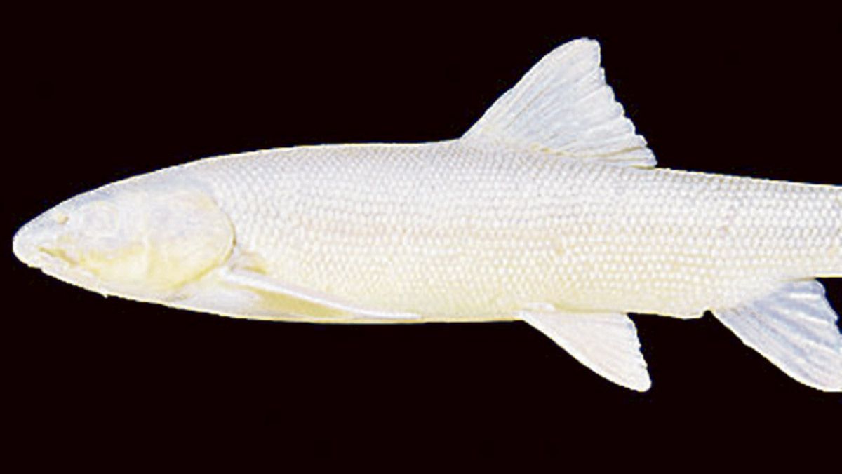 imagen-caecobarbus-legionensis.jpg imagen-caecobarbus-legionensis.jpg