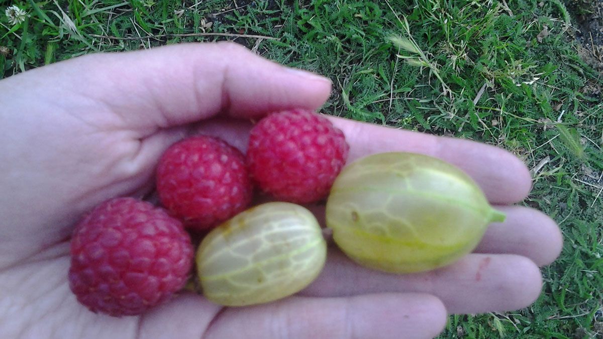 Fambuesas y uva espina, el microclima del Bierzo permite infinidad de posibilidades de cultivos en huertas y fincas. BB