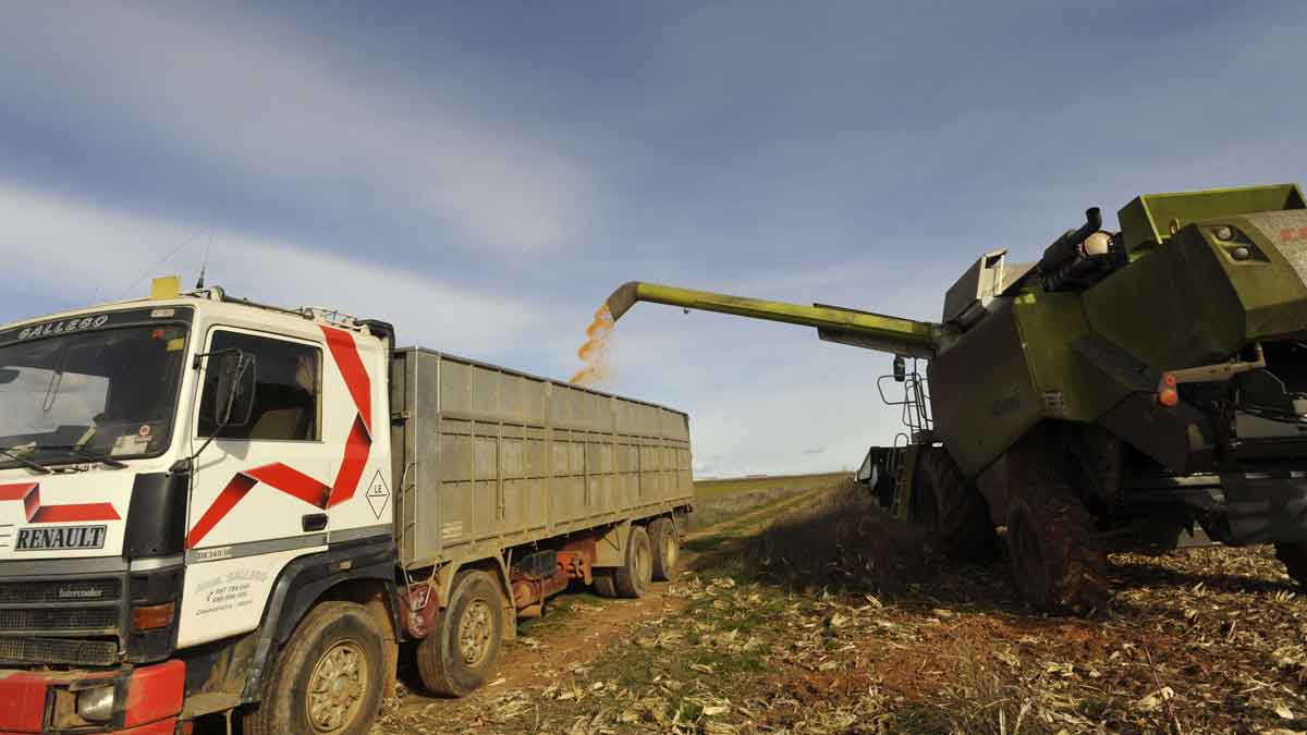 Una cosechadora descarga el maíz en un camión en una finca del sur de la provincia. | DANIEL MARTÍN