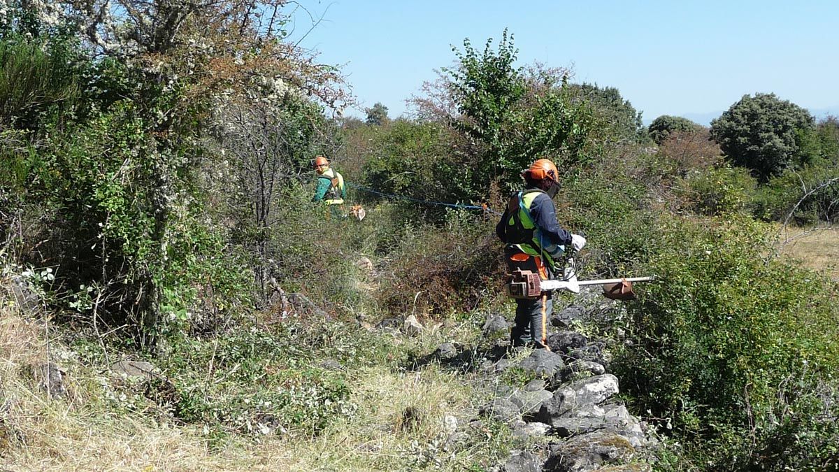 Brigadas forestales durante unos trabajos de desbroce en los montes del Bierzo.