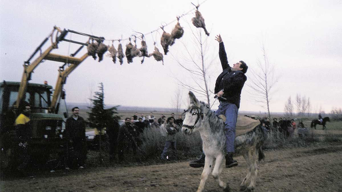 Los jinetes arrancaban el pescuezo de las gallinas colgadas en la maroma. | T.G.