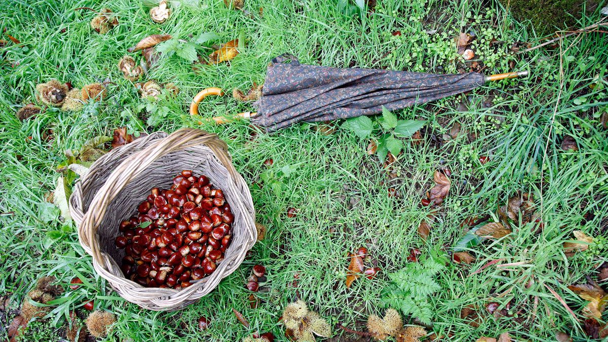La cesta y el paraguas, dos utensilios imprescindibles para la recogida de castañas en otoño. | Ical