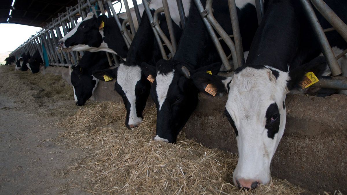 Explotación de vacuno de leche en Algadefe de la Vega, uno de los núcleos de mayor producción en León. | MAURICIO PEÑA