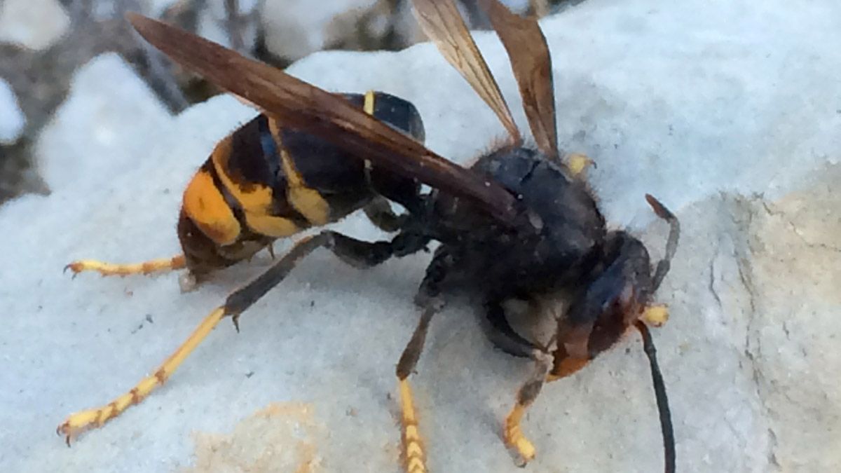 La vespa velutina o avispa asiática, de gran tamaño. | Ical