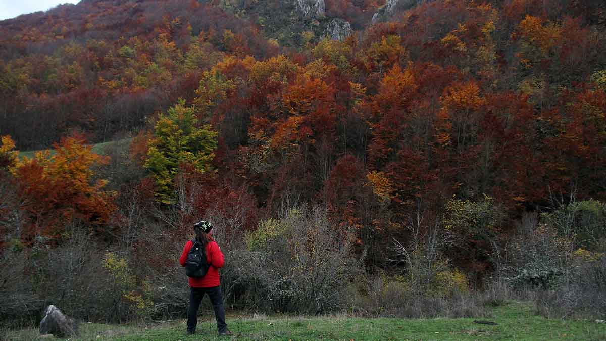 La parte más concurrida de ese inmenso hayedo es el paraje de La Boyariza. | PEIO GARCIA (ICAL)