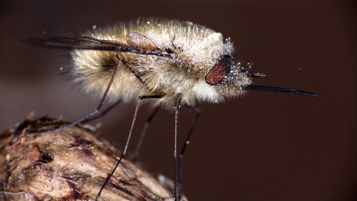 Desde pequeño el joven fotógrafo catalán se ha interesado por el mundo de los insectos. | JAVIER RUBIO FRÍAS Desde pequeño el joven fotógrafo catalán se ha interesado por el mundo de los insectos. | JAVIER RUBIO FRÍAS