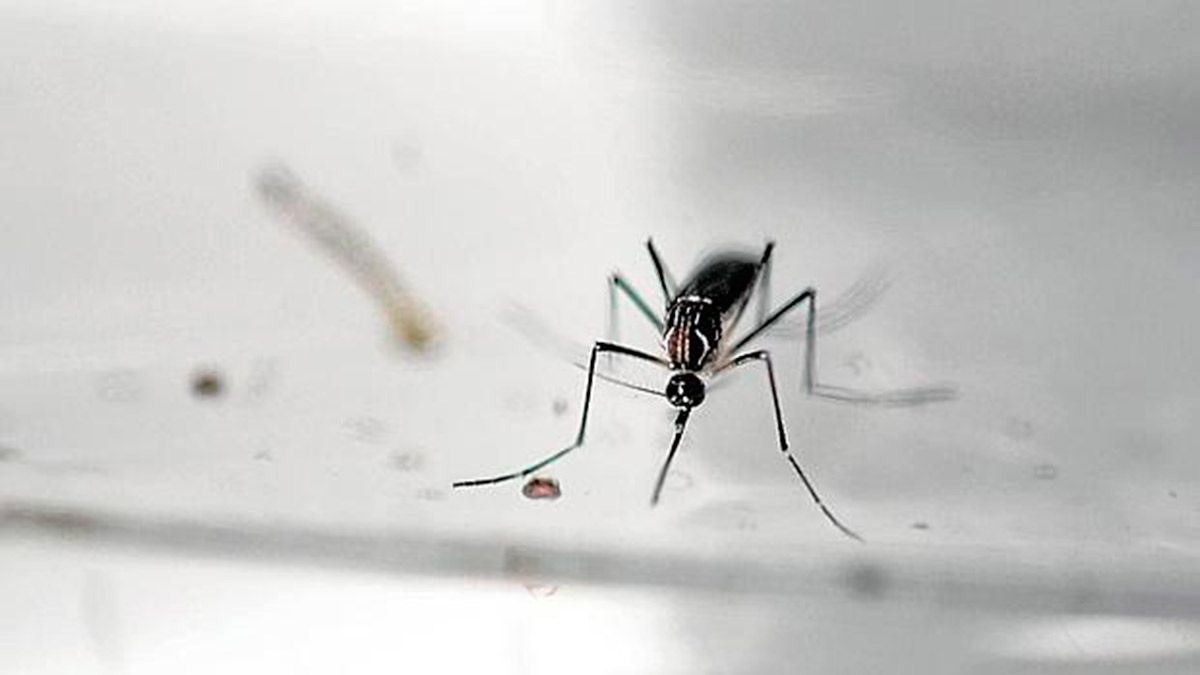 mosquito-zika--620x349-1.jpg