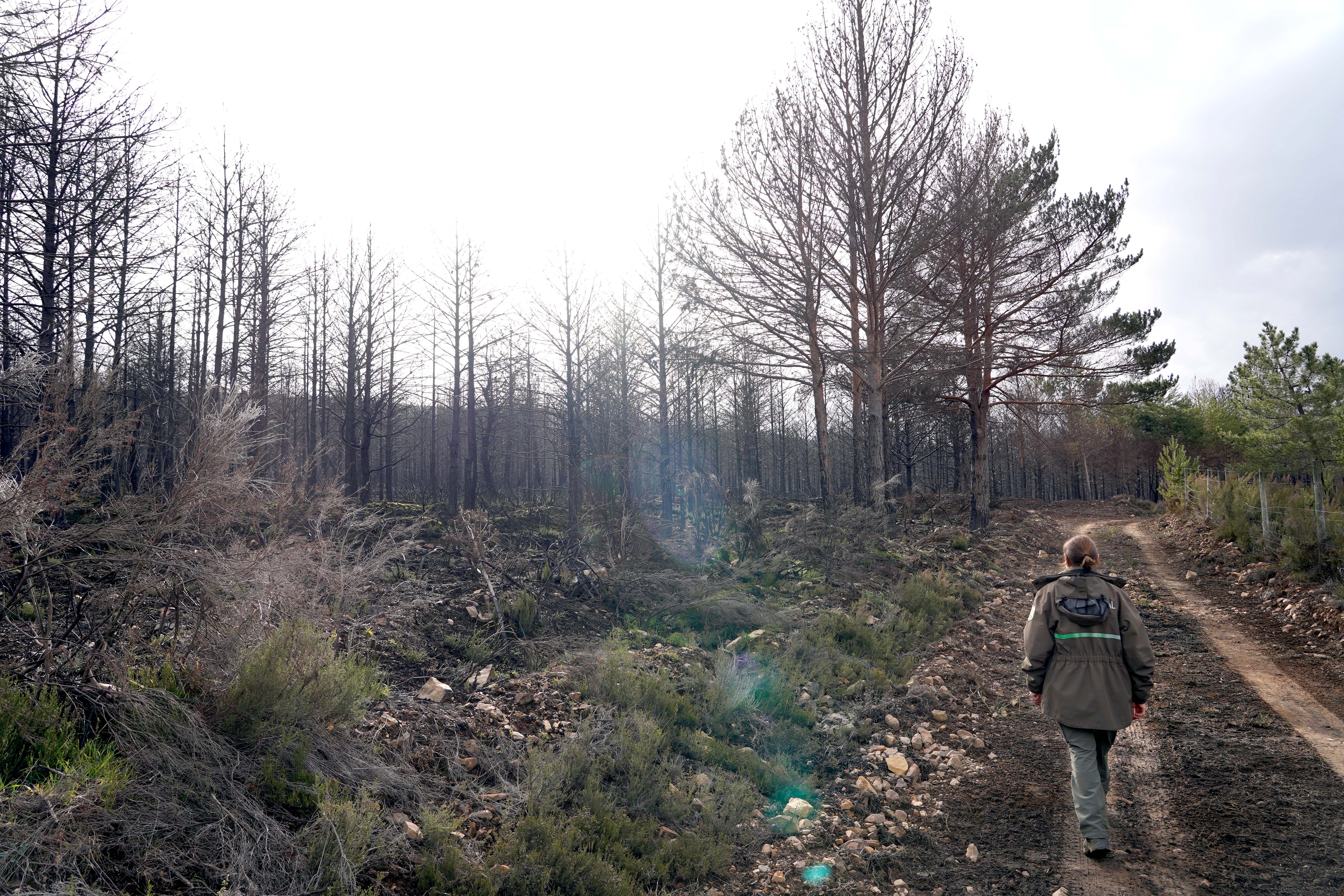 Una guarda forestal camina por el entorno del incendio el pasado mes de febrero. | ICAL