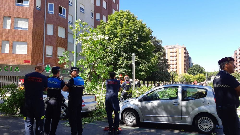 Imagen del incidente de este lunes en el parque Dos Hermanas de José Aguado.