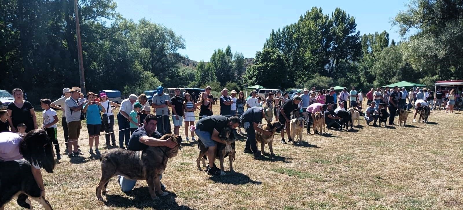 En la imagen, una fotografía del campeonato celebrado en San Emiliano en agosto del pasado año 2022. | MASTÍN LEONÉS ASOCIACIÓN CANINA