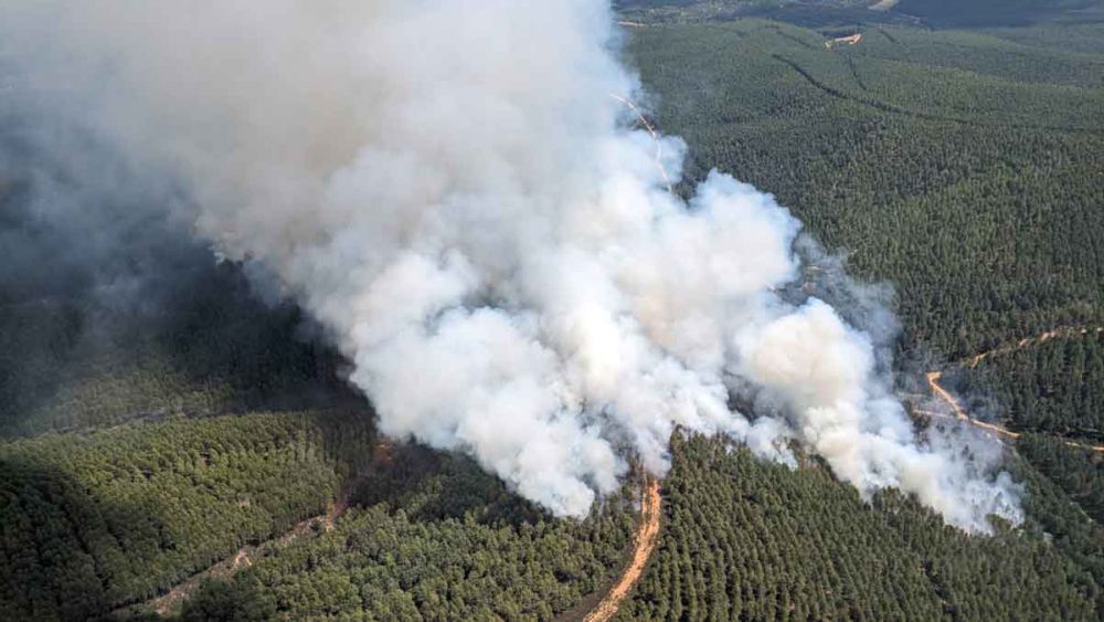 Incendio de una superficie arbolada