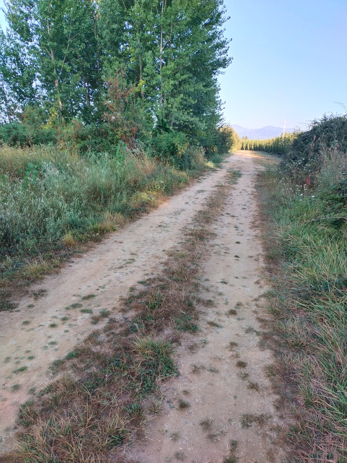 Estado de uno de los caminos de Camponaraya.