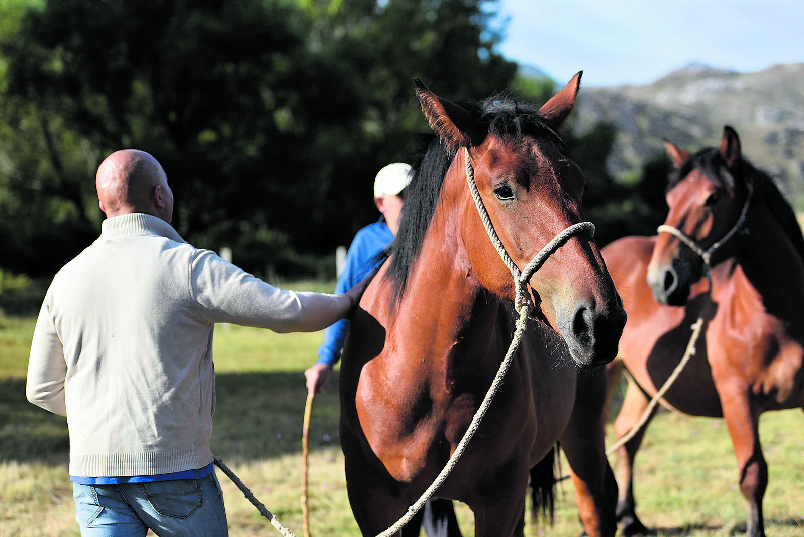 Esta raza caballar, en una imagen del concurso del año pasado, se caracteriza por su gran resistencia y musculatura. | SAÚL ARÉN