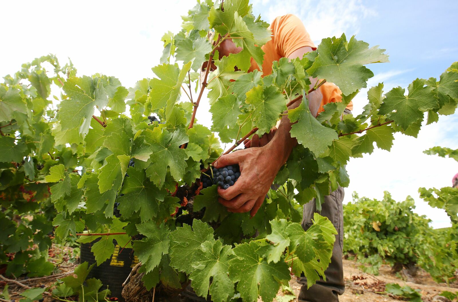 Primeros días de vendimia en la DO Bierzo. | CÉSAR SÁNCHEZ (ICAL)