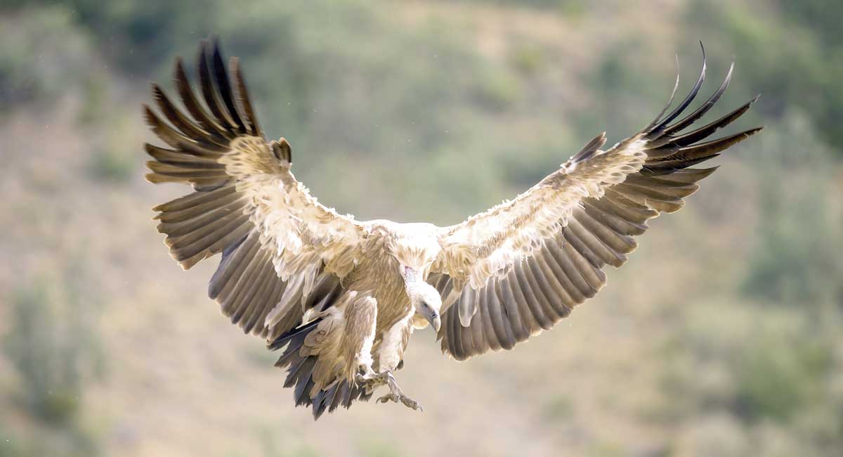 Un buitre leonado en pleno vuelo. | JAVIER VALLADARES FERNÁNDEZ