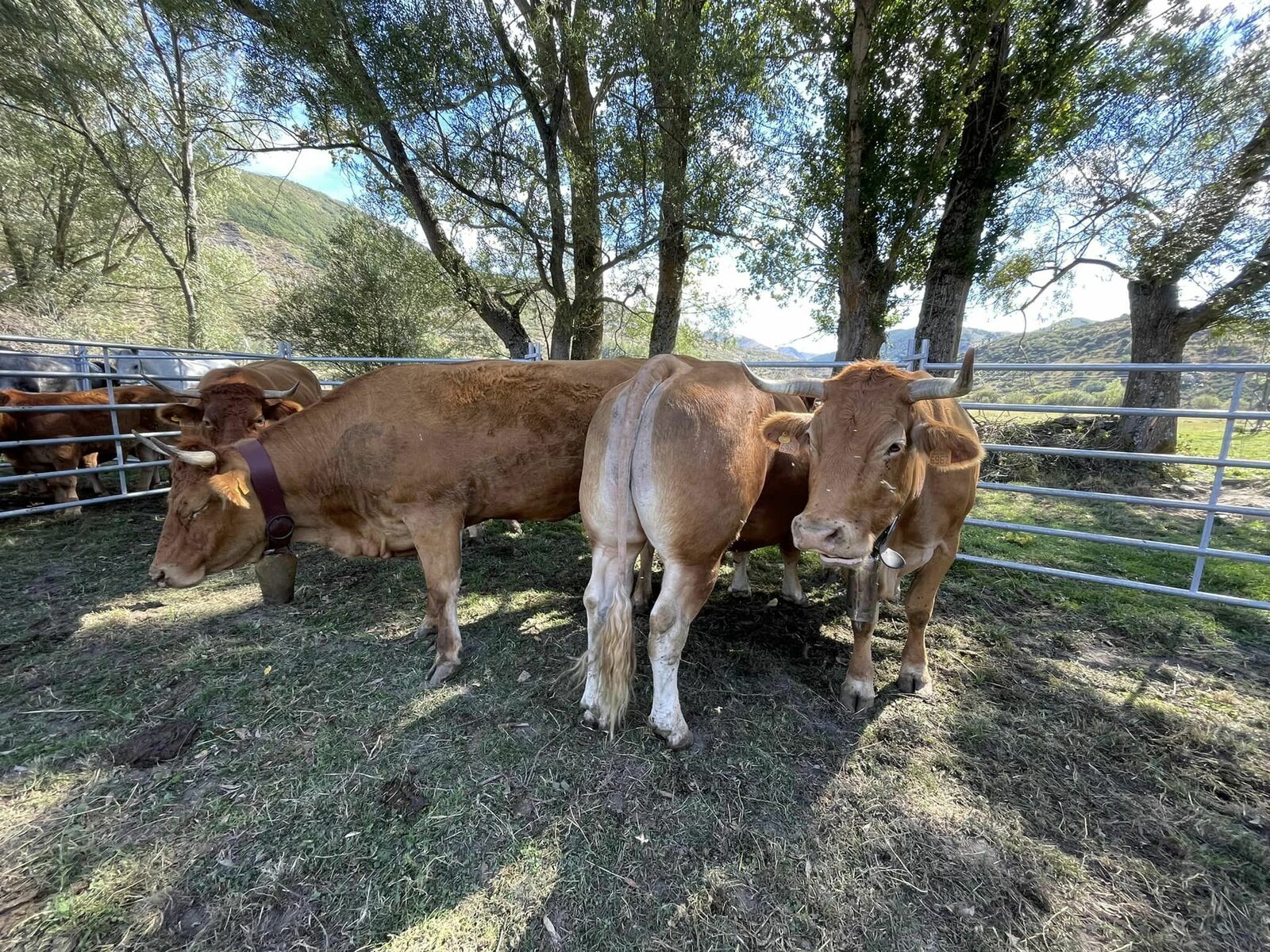 El recinto ferial Los Campos de Lugueros acogerá los ejemplares para el concurso de ganado. | AYTO DE VALDELUGUEROS