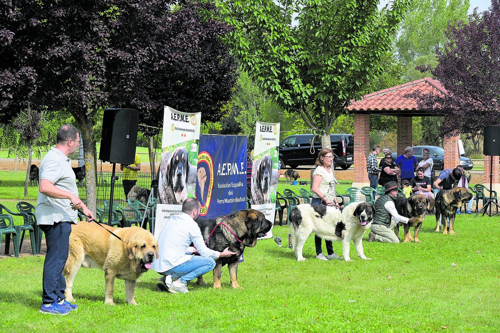 Dos ejemplares de Laciana se proclamaron campeones de la Exposición de Mastín Español celebrada en Gordoncillo. | MAURICIO PEÑA