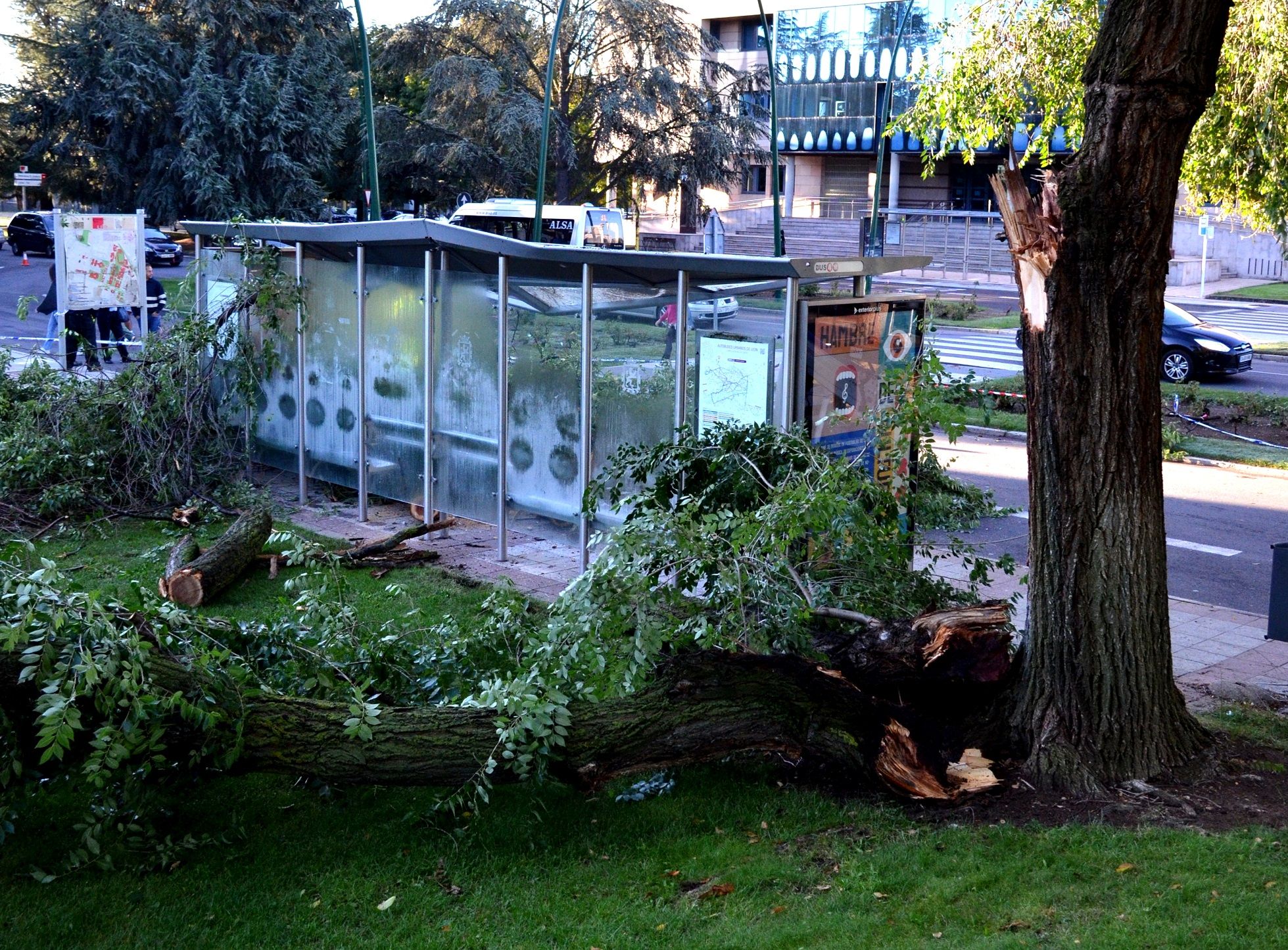 El árbol caído en el Campus de Vegazana. | L.N.C.