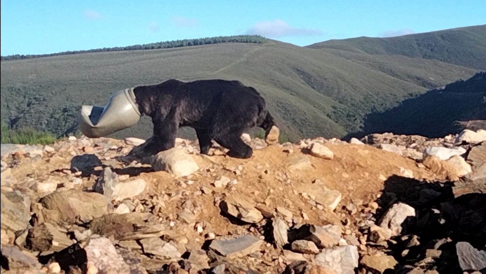 El oso fue localizado con el bidón en la cabeza.