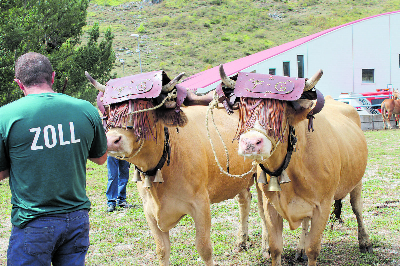 Yeguas, caballos, vacas y bueyes criados en estas montañas. | HURTADO