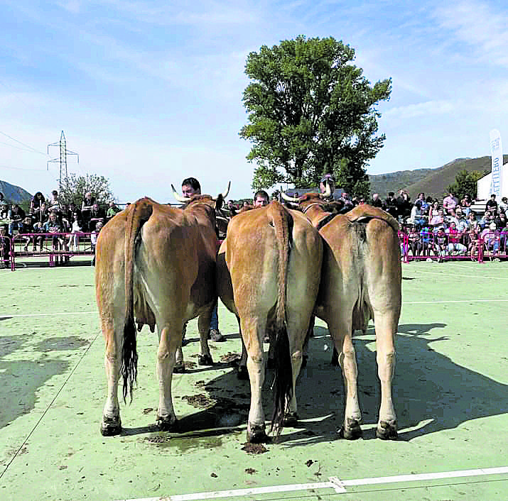 Cabrillanes reunirá a excelentes ejemplares. | ASOCIACIÓN DE GANADEROS DE BABIA