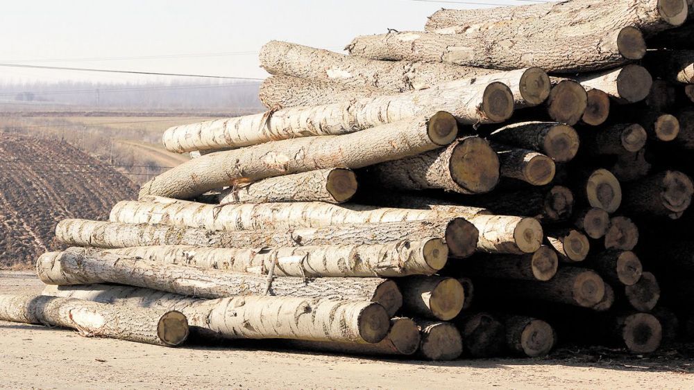 De los 31 lotes de madera 29 son de pino y dos de roble. | L.N.C.