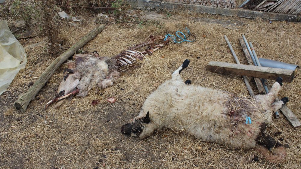 Consecuencias de un ataque de lobo en una imagen de archivo. | L.N.C.