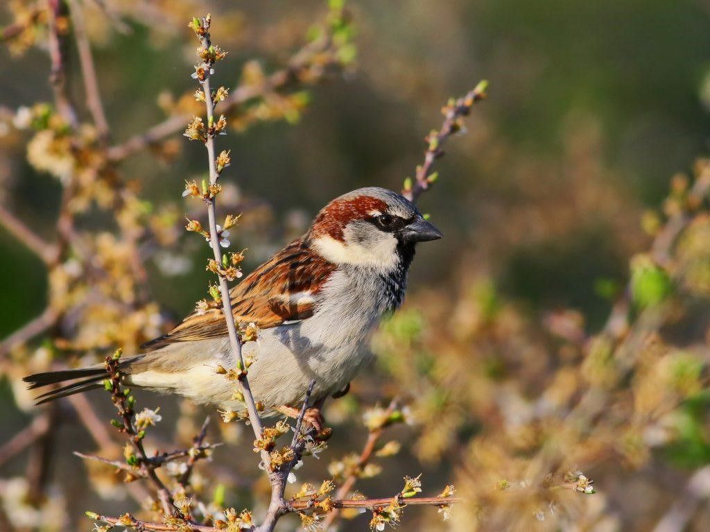 Las aves adoptarán comportamientos propios del anochecer. | L.N.C. Las aves adoptarán comportamientos propios del anochecer. | L.N.C.