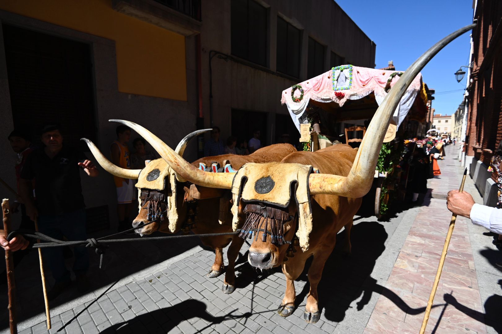 Algunos bueyes, de cuernos enormes, llamaron la atención del público de León capital. | SAÚL ARÉN