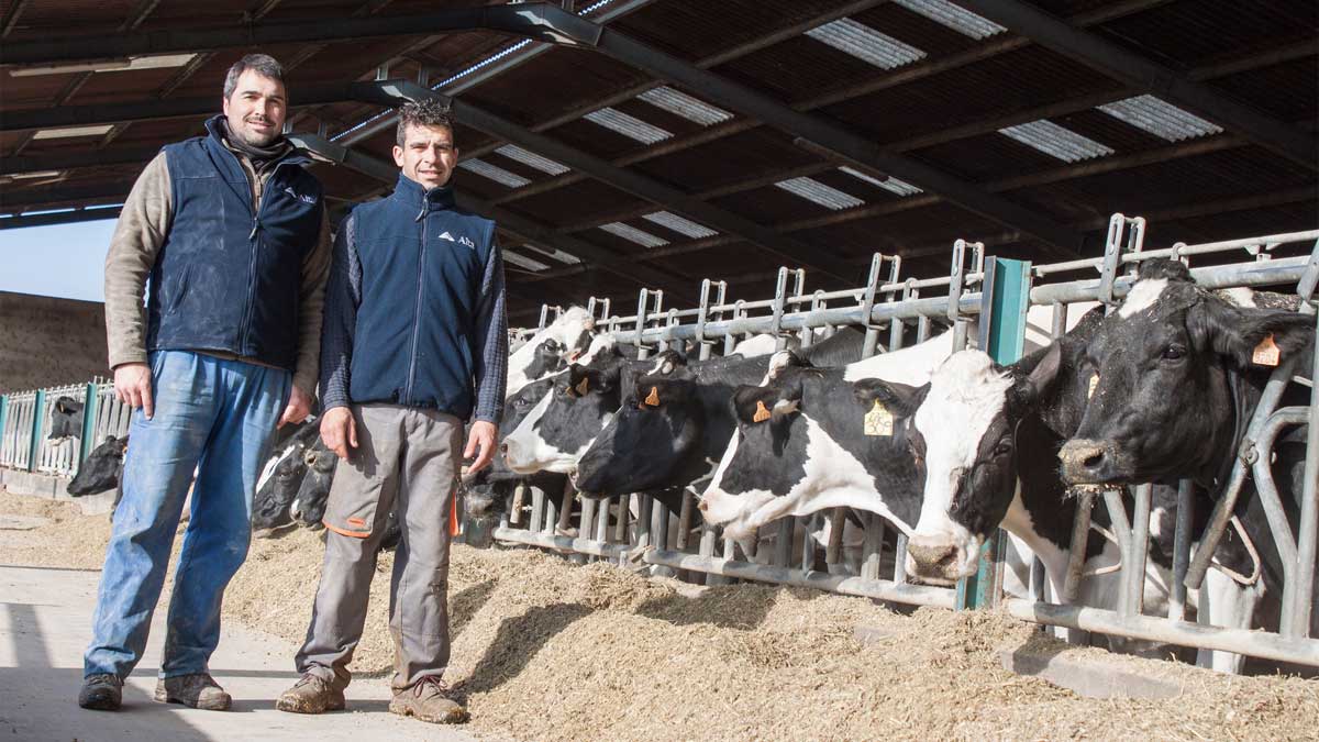 David y Enrique trabajan en la granja Villa Conchita, una explotación ubicada en Villademor de la Vega y cuya cabaña es 100% de raza frisona. | T.G. David y Enrique trabajan en la granja Villa Conchita, una explotación ubicada en Villademor de la Vega y cuya cabaña es 100% de raza frisona. | T.G.