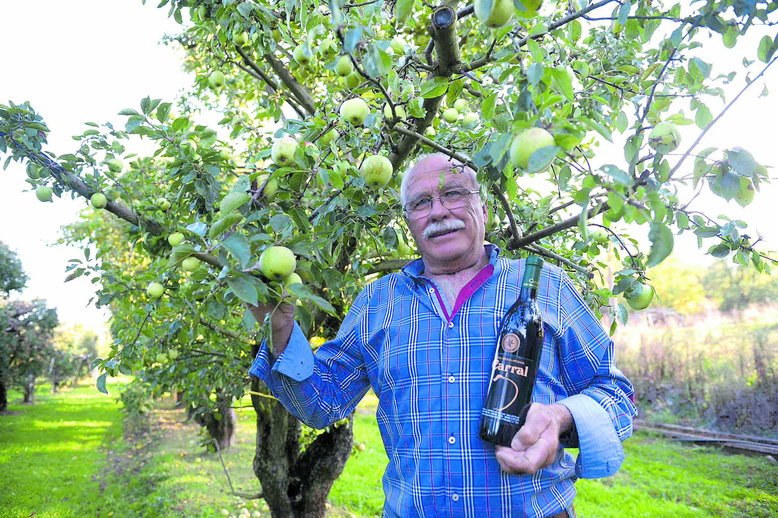 Herminio Carral en su finca de Santa María del Monte del Condado, donde cuida la ‘cosecha propia’ para su prestigiosa y premiada Sidra Carral . |  MAURICIO PEÑA