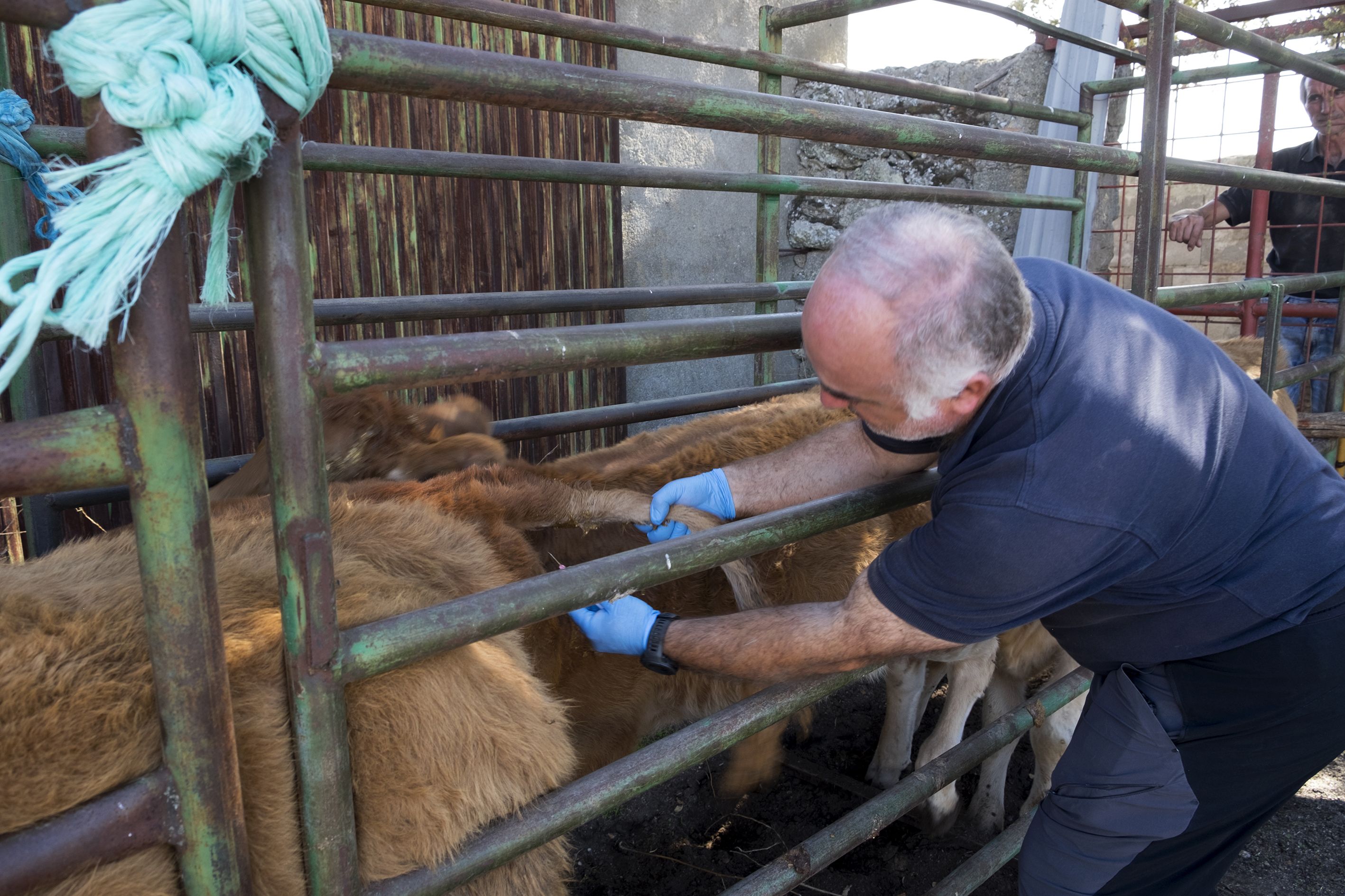 Un veterinario inyectando un medicamento a una vaca afectada por l aEHE en la provincia de Salamanca. | ICAL