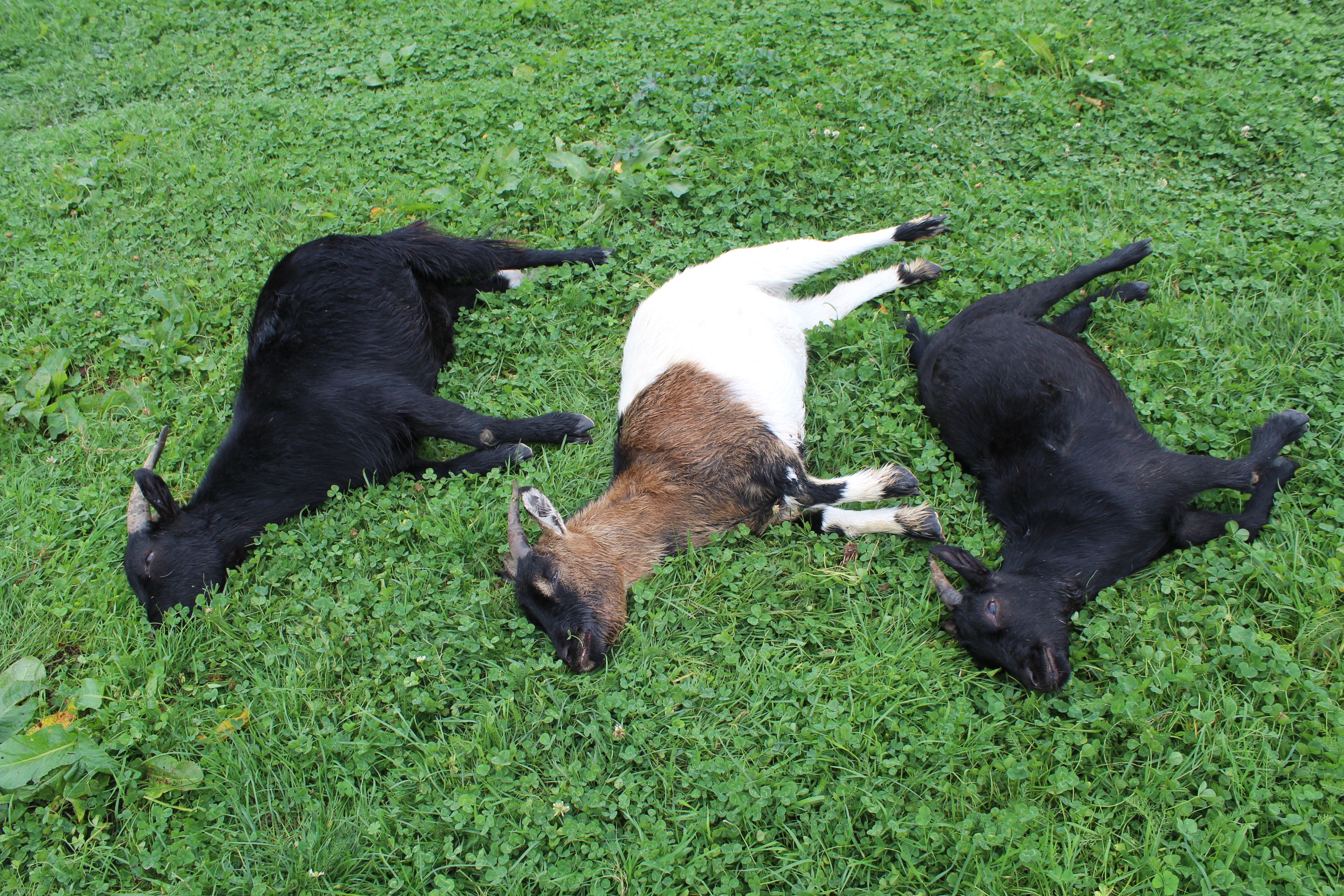 Las tres cabras fallecidas a consecuencia del ataque del lobo en Santa Colomba de las Arrimadas. | ALFREDO HURTADO
