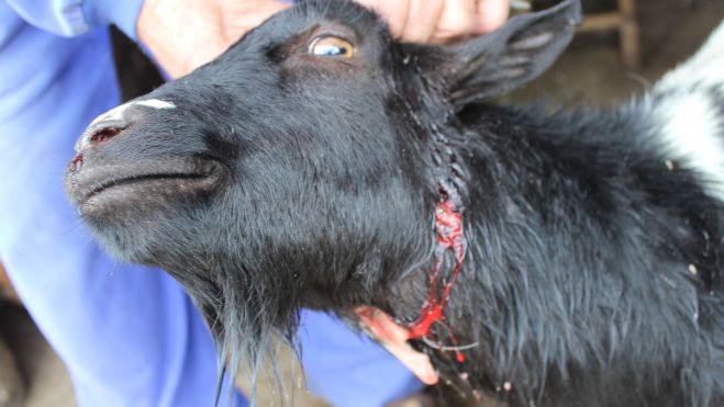 Una de las cabras heridas que sobrevivió al ataque. | ALFREDO HURTADO