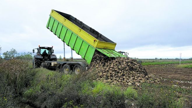 Amontonamiento de la remolacha arrancada a la espera de ser llevada a fábrica. | MAURICIO PEÑA