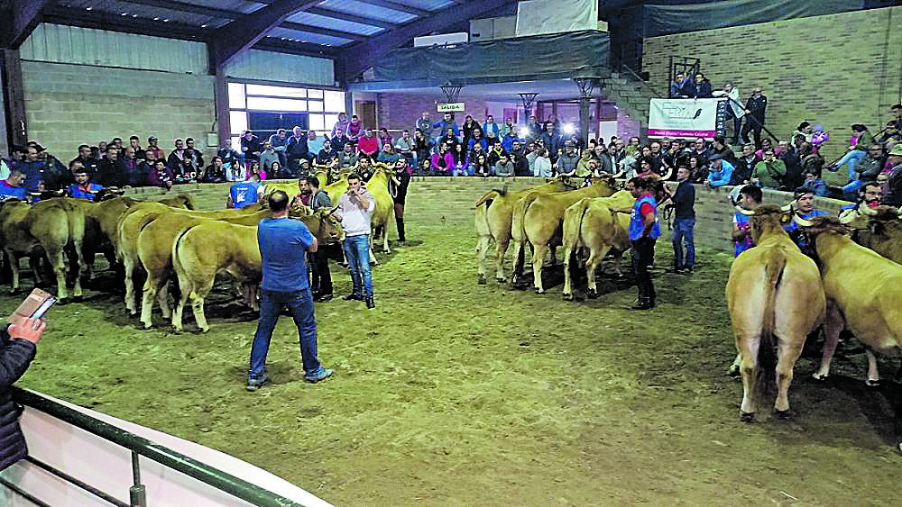 Durante el certamen de Villablino se ‘medirán’ los mejores ejemplares tanto en tipo normal como en tipo culón. | L.N.C.