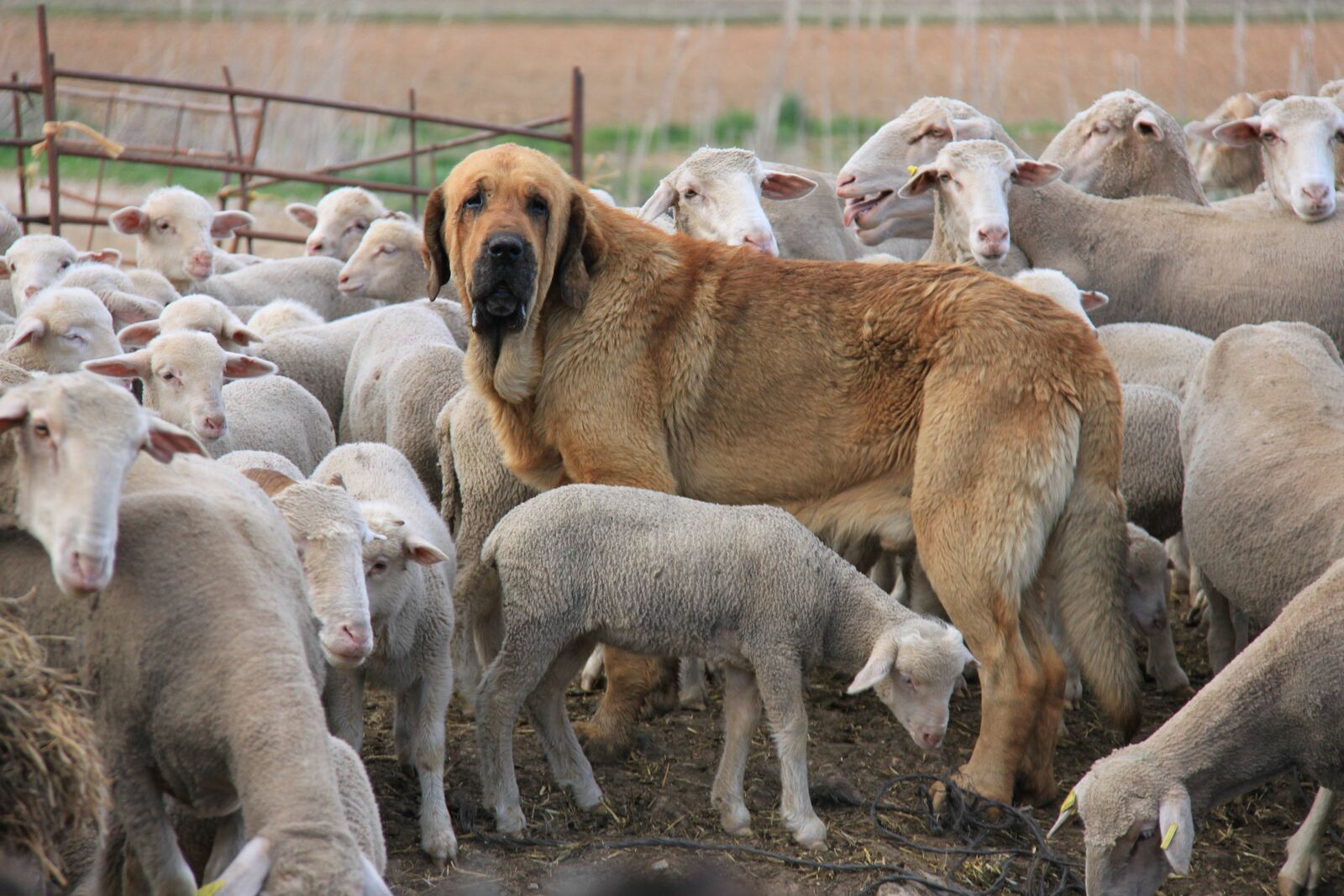 campo2 campo2