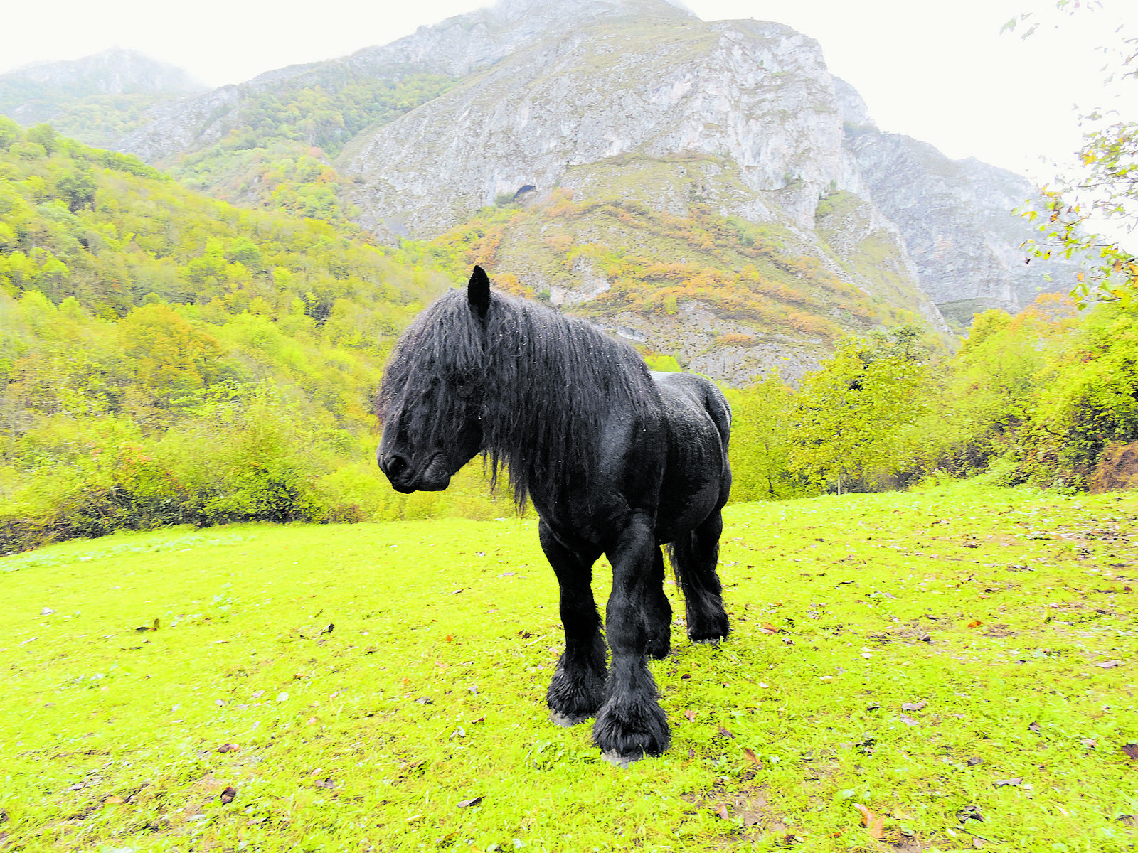 Emir, mejor animal del Concurso de Ganados del 2022 de la Feria de Octubre de Oseja de Sajambre. | R.S.G.