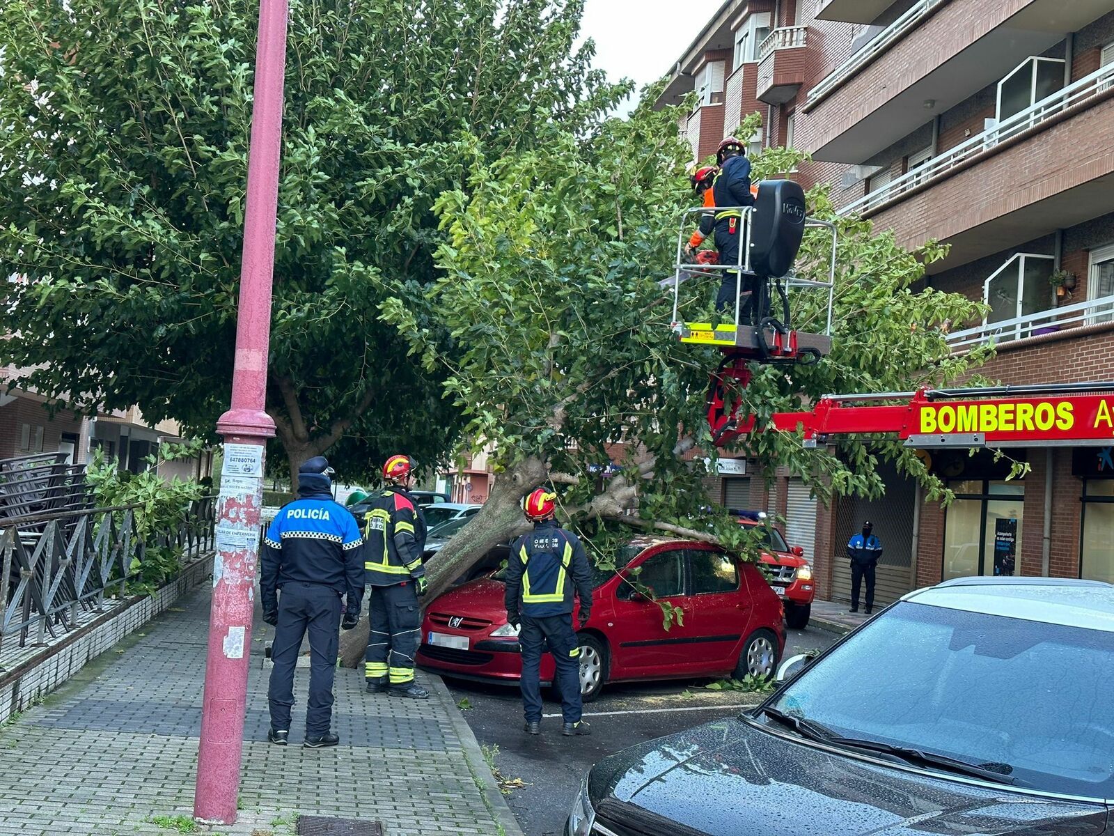 Árbol caído en la calle Bernesga de León. | L.N.C.