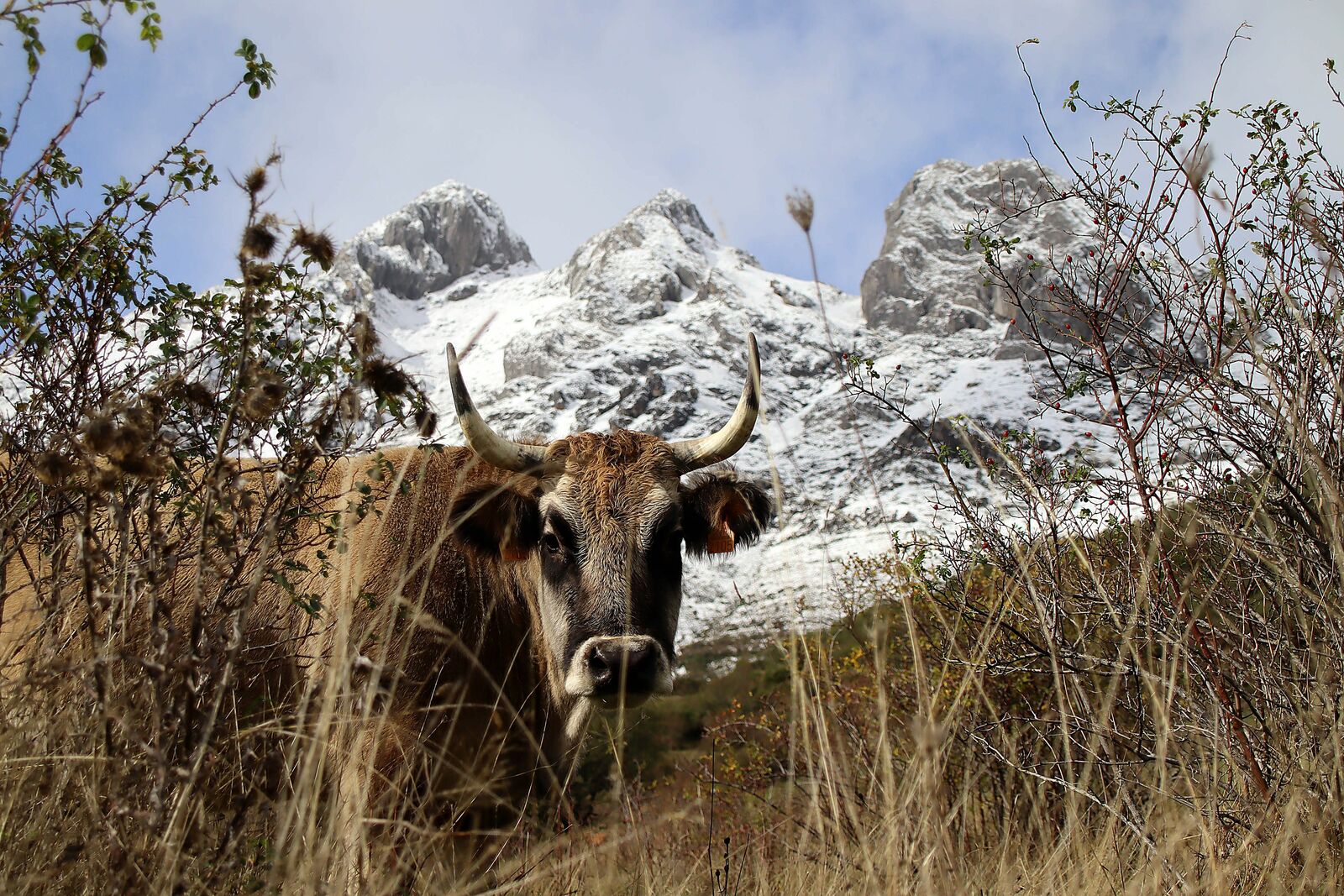 4º foto: La Montaña Leonesa vuelve al color blanco
