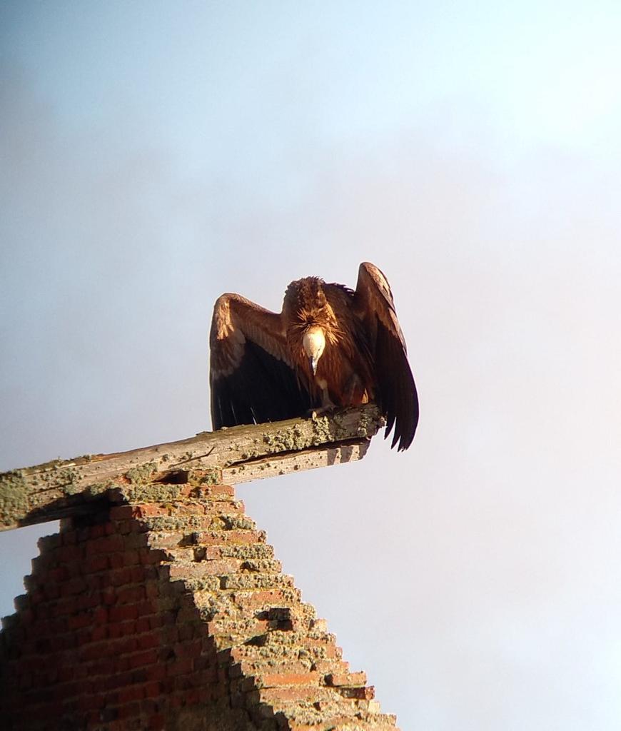 Buitre leonado en Jabares de los Oteros. | L.N.C.