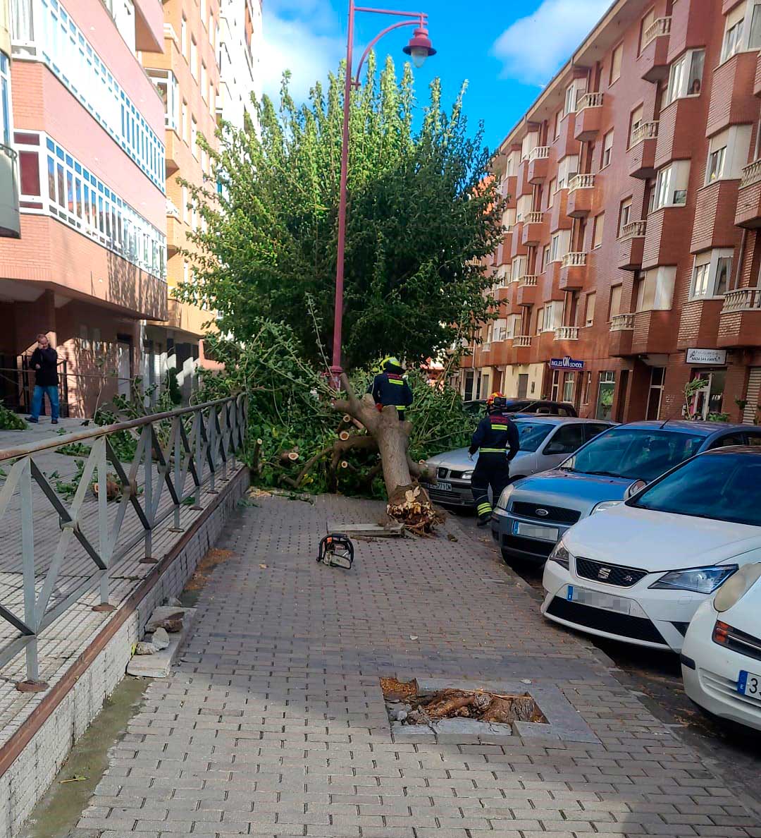 Árbol caído en la calle Bernesga. | L.N.C.