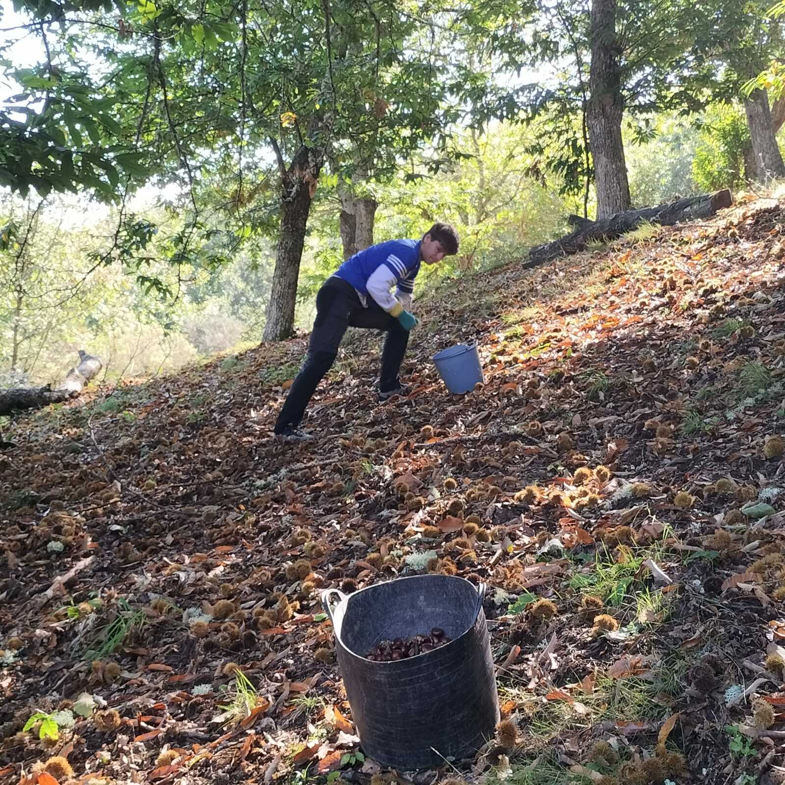 Recolección de las castañas en la zona de Tres Valles. 