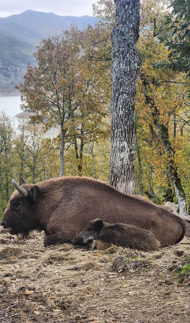 El bisonte Pelayo y el jabalí Pancho. | L.N.C.