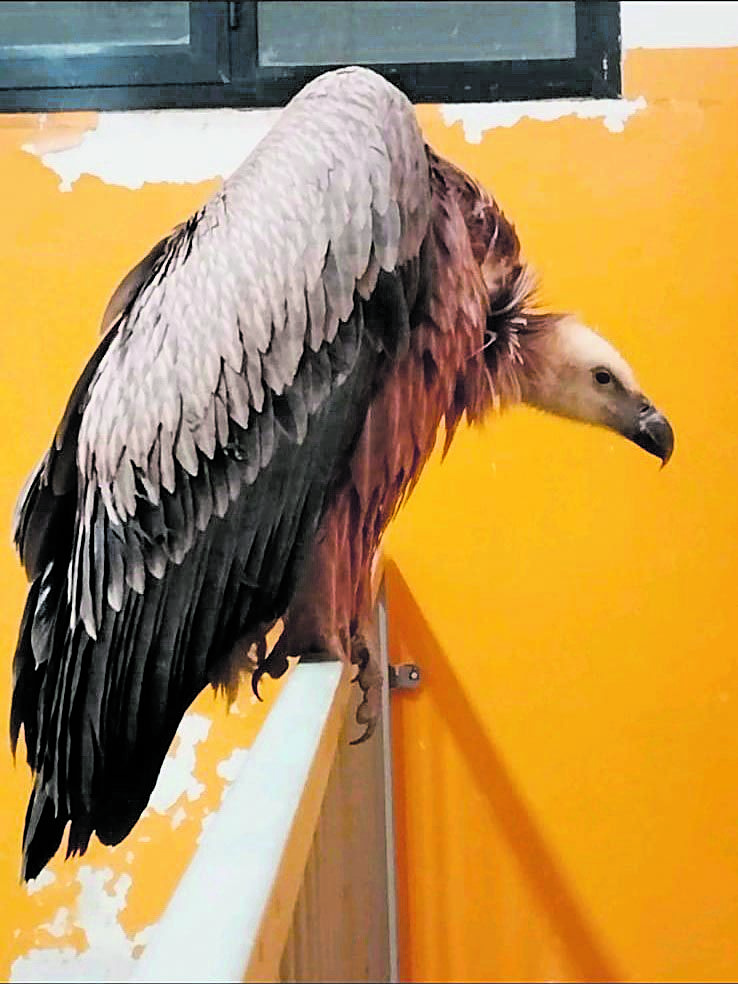 Buitre localizado en Jabares de los Oteros y trasladado a Valladolid. | LNC