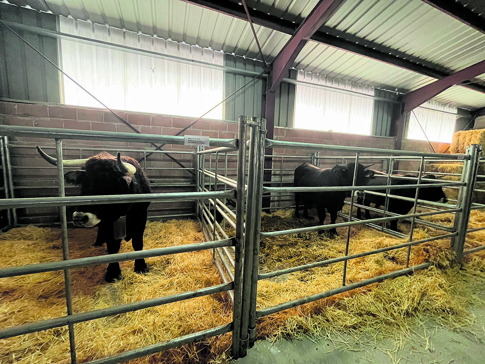 Ejemplares de la raza mantequera leonesa en el recinto ferial de Villablino este fin de semana. | L.N.C.