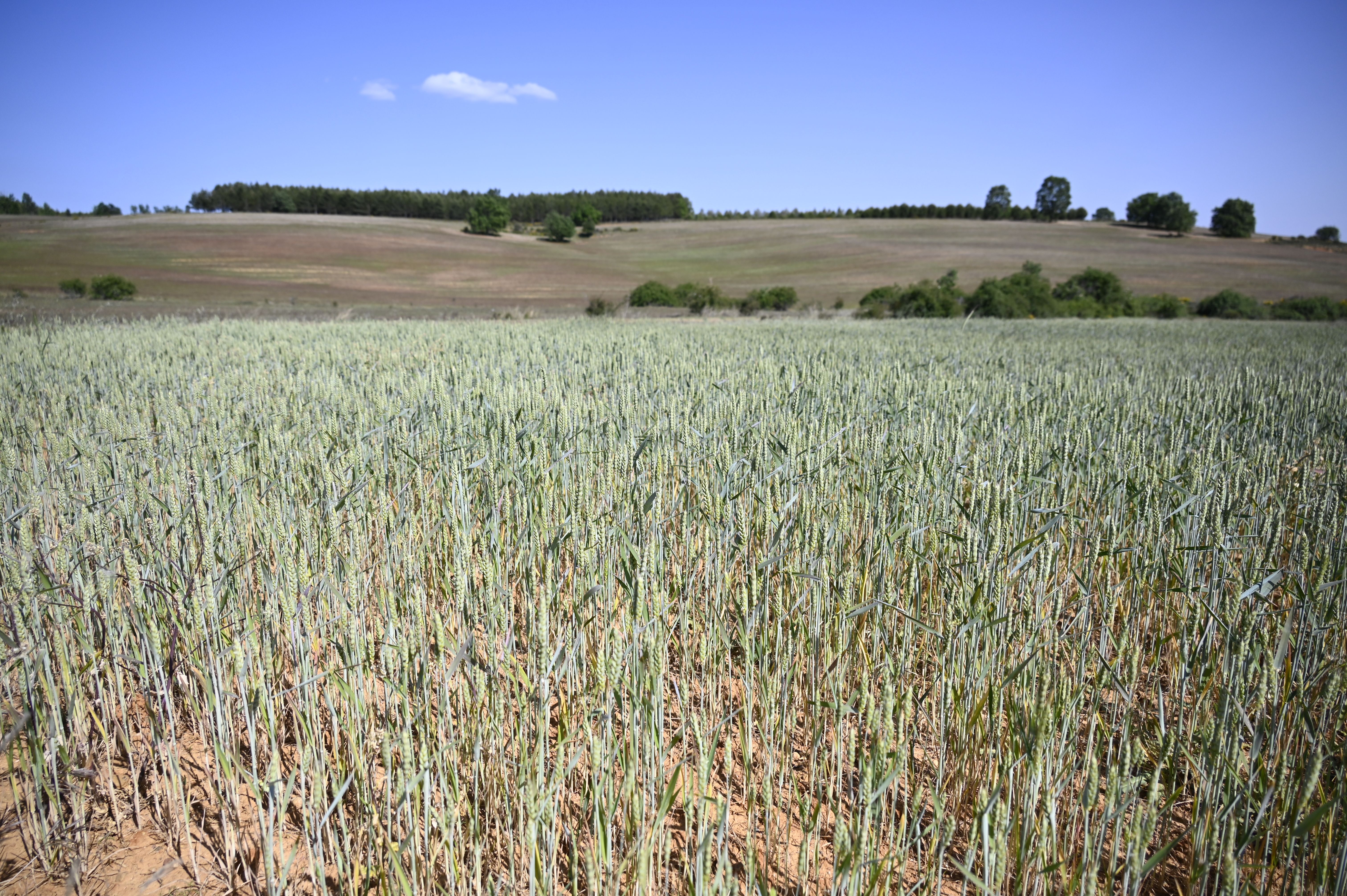 Foto de archivo de cereales afectados por la sequía esta campaña.  | SAÚL ARÉN